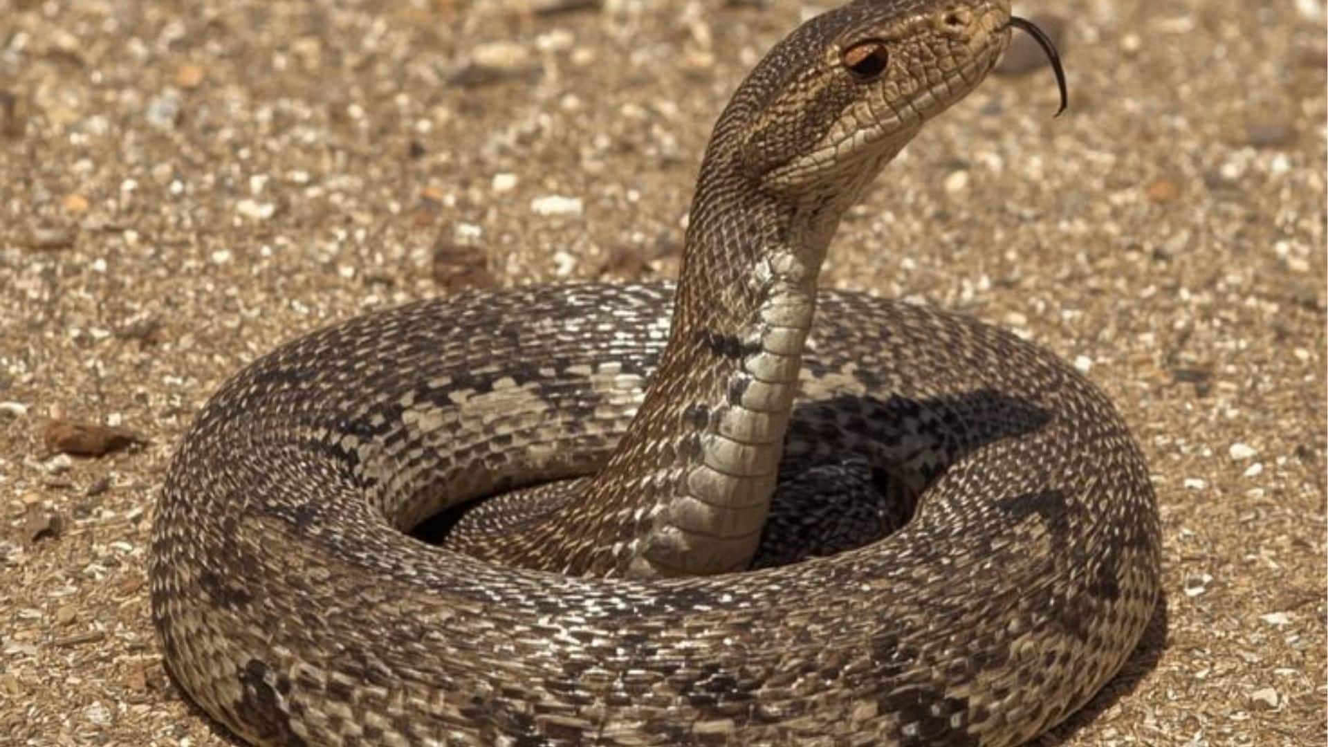 شركة مكافحة الثعابين في دبي - أكنان