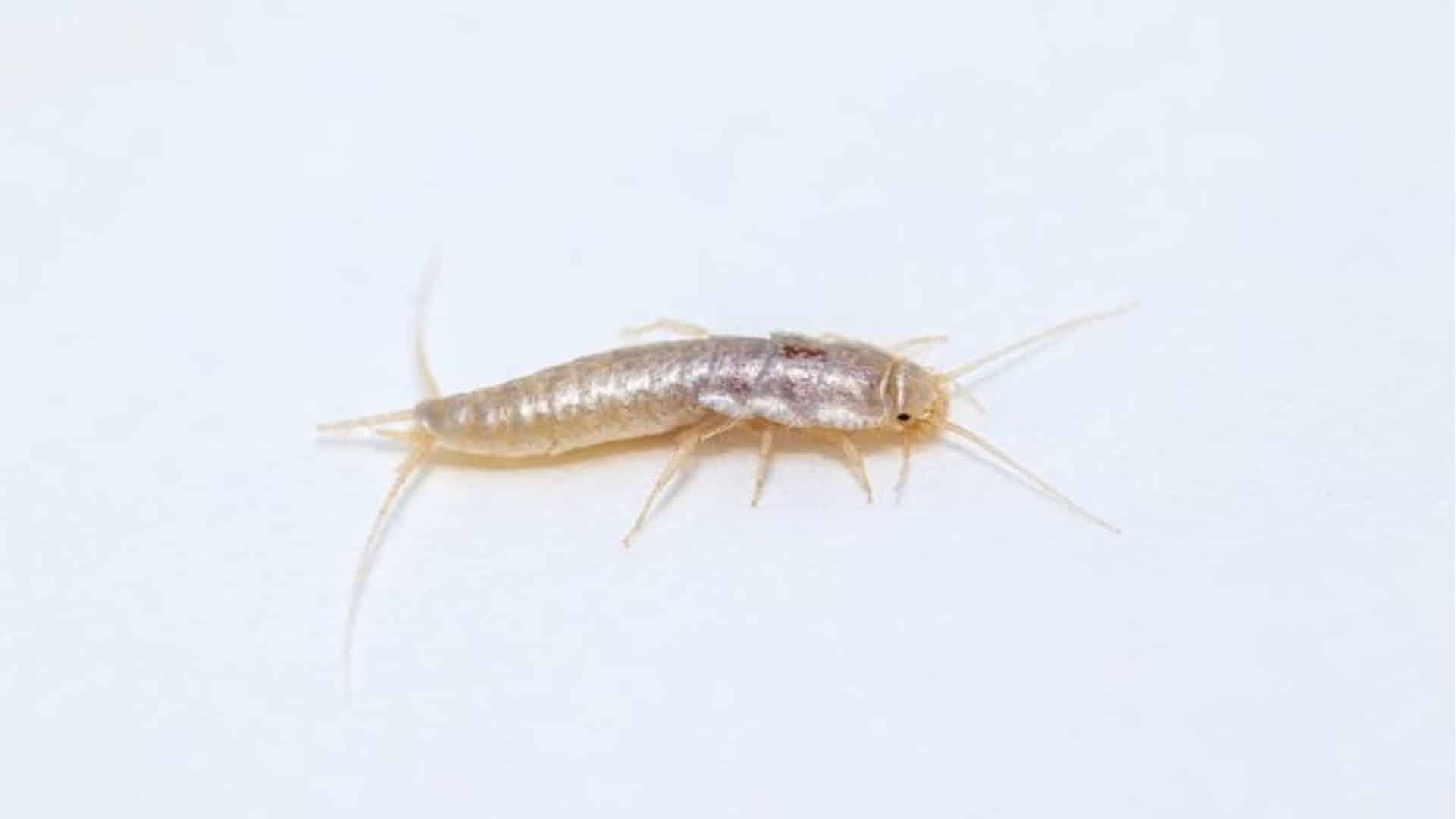 شركة مكافحة السمك الفضي في دبي - أكنان