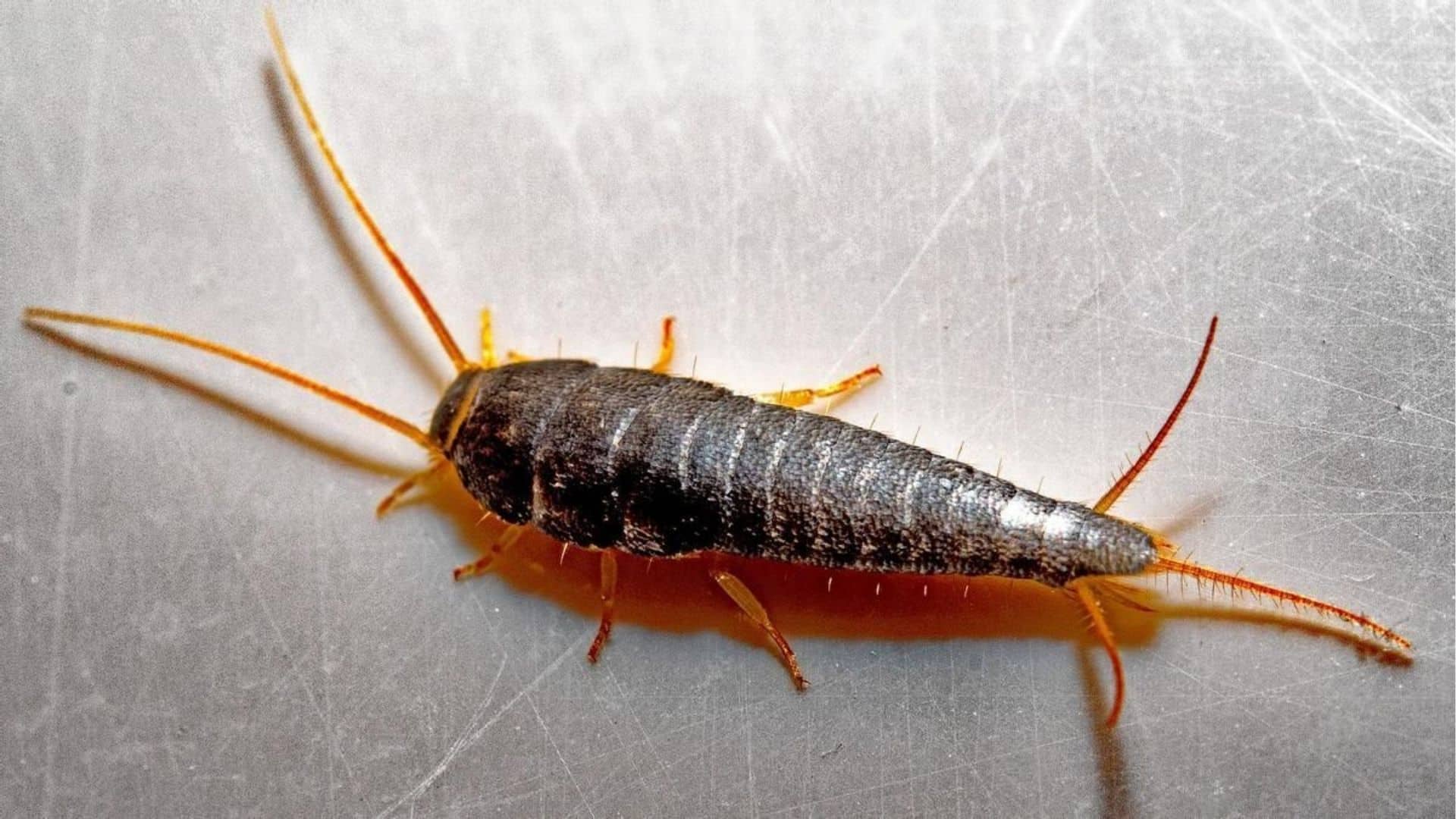 شركة مكافحة السمك الفضي في دبي - أكنان