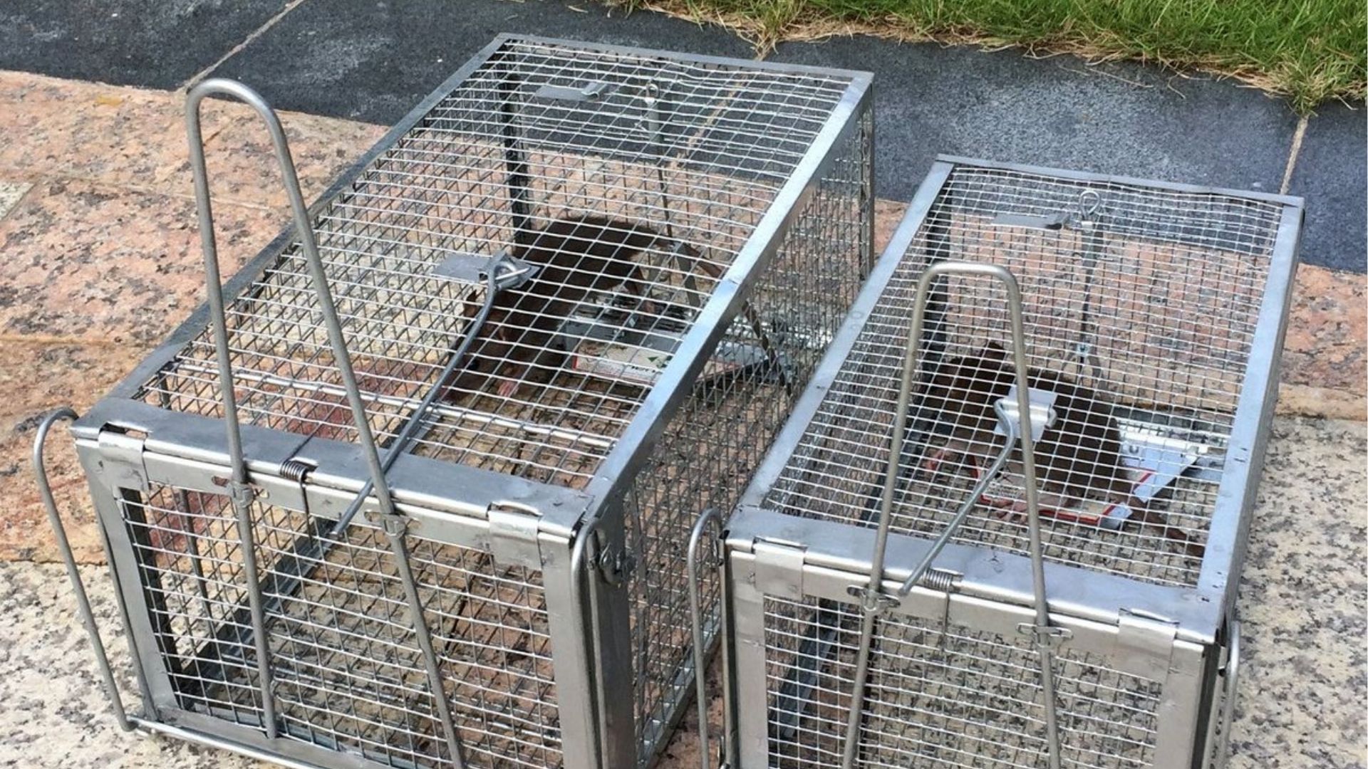 مكافحة الفئران في دبي - أكنان